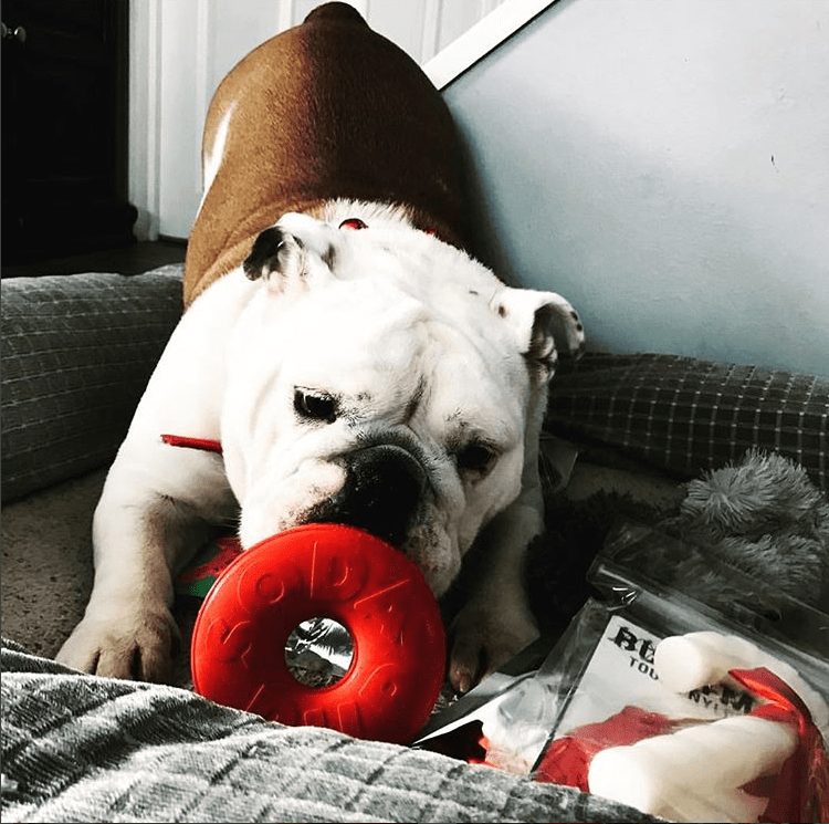 https://sodapup.com/cdn/shop/products/sodapup-dog-toys-sp-life-ring-durable-rubber-chew-toy-treat-dispenser-large-red-4117505933357_1024x1024@2x.png?v=1661054290