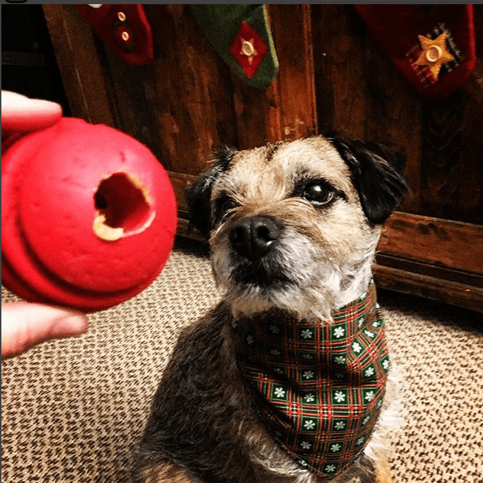 SodaPup USA-K9 Stars Stripes Rubber Dog Toy | K9 Handler Reward Red USA Made